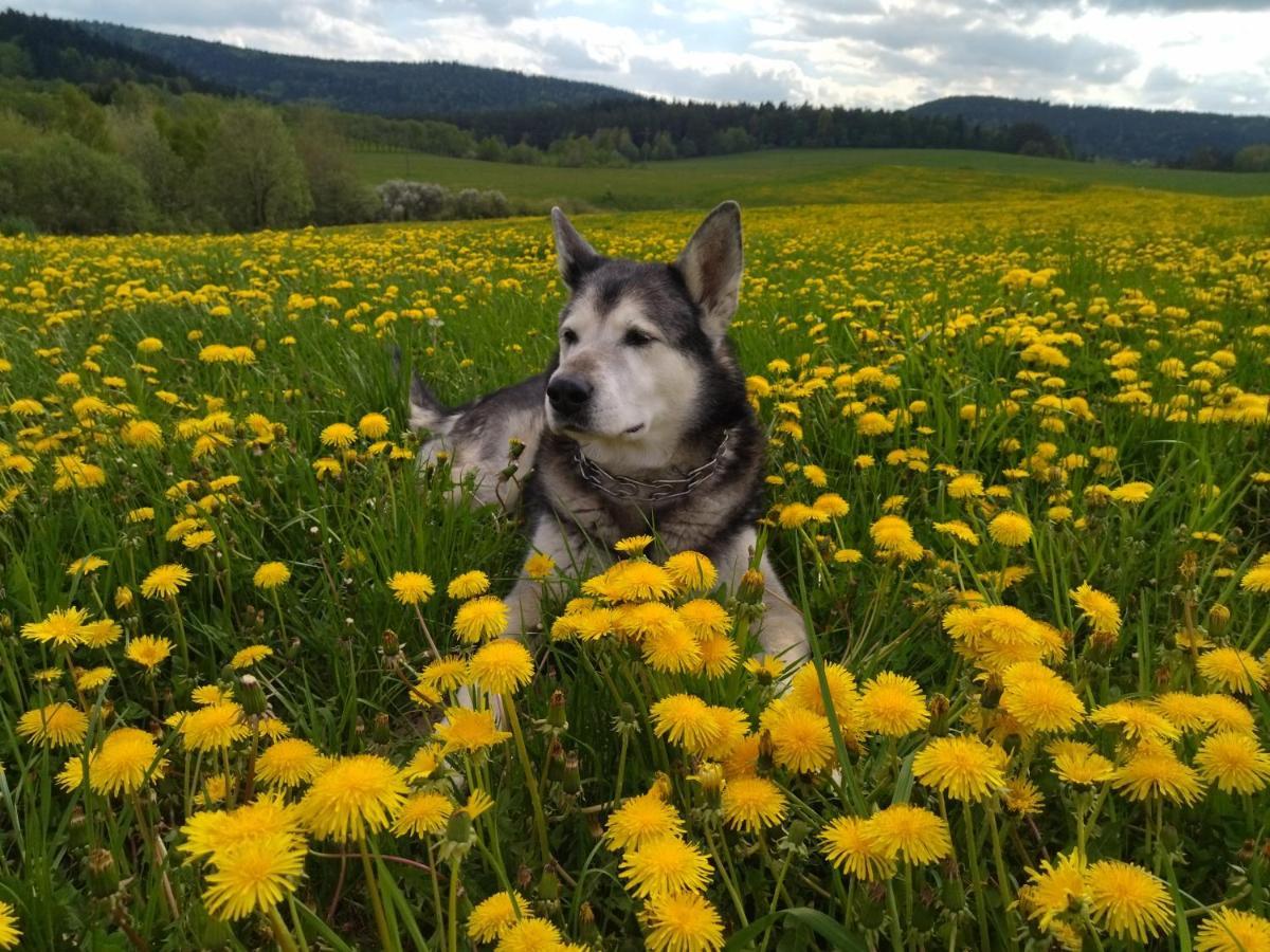 Pastelova Krova - Domki W Bieszczadach Ustrzyki Dolne Exteriér fotografie