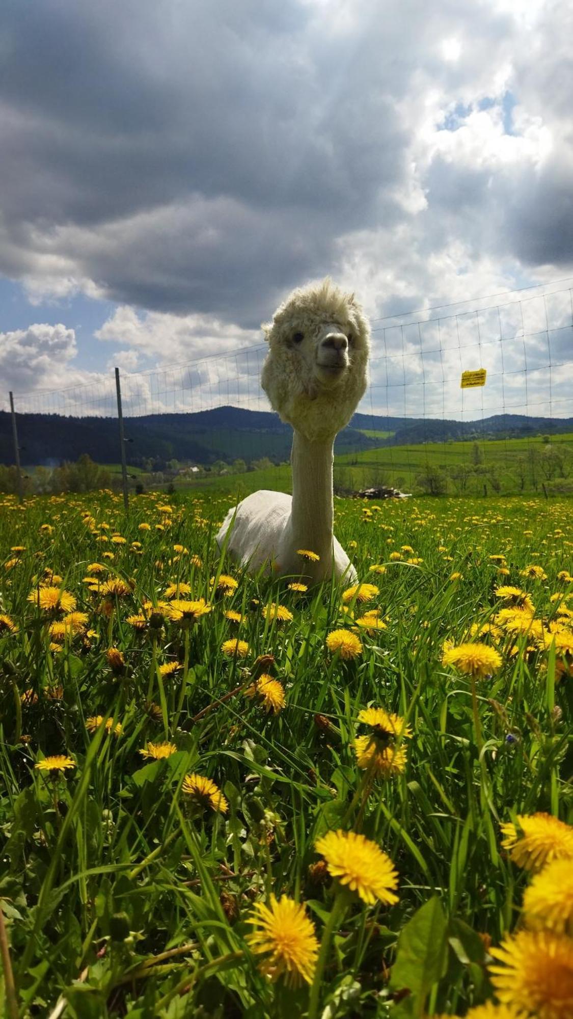 Pastelova Krova - Domki W Bieszczadach Ustrzyki Dolne Exteriér fotografie