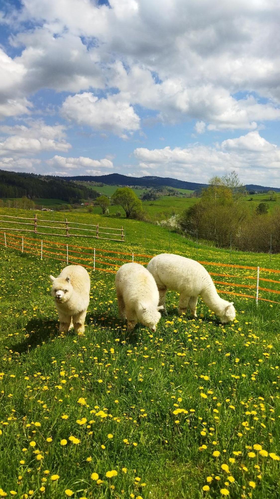 Pastelova Krova - Domki W Bieszczadach Ustrzyki Dolne Exteriér fotografie
