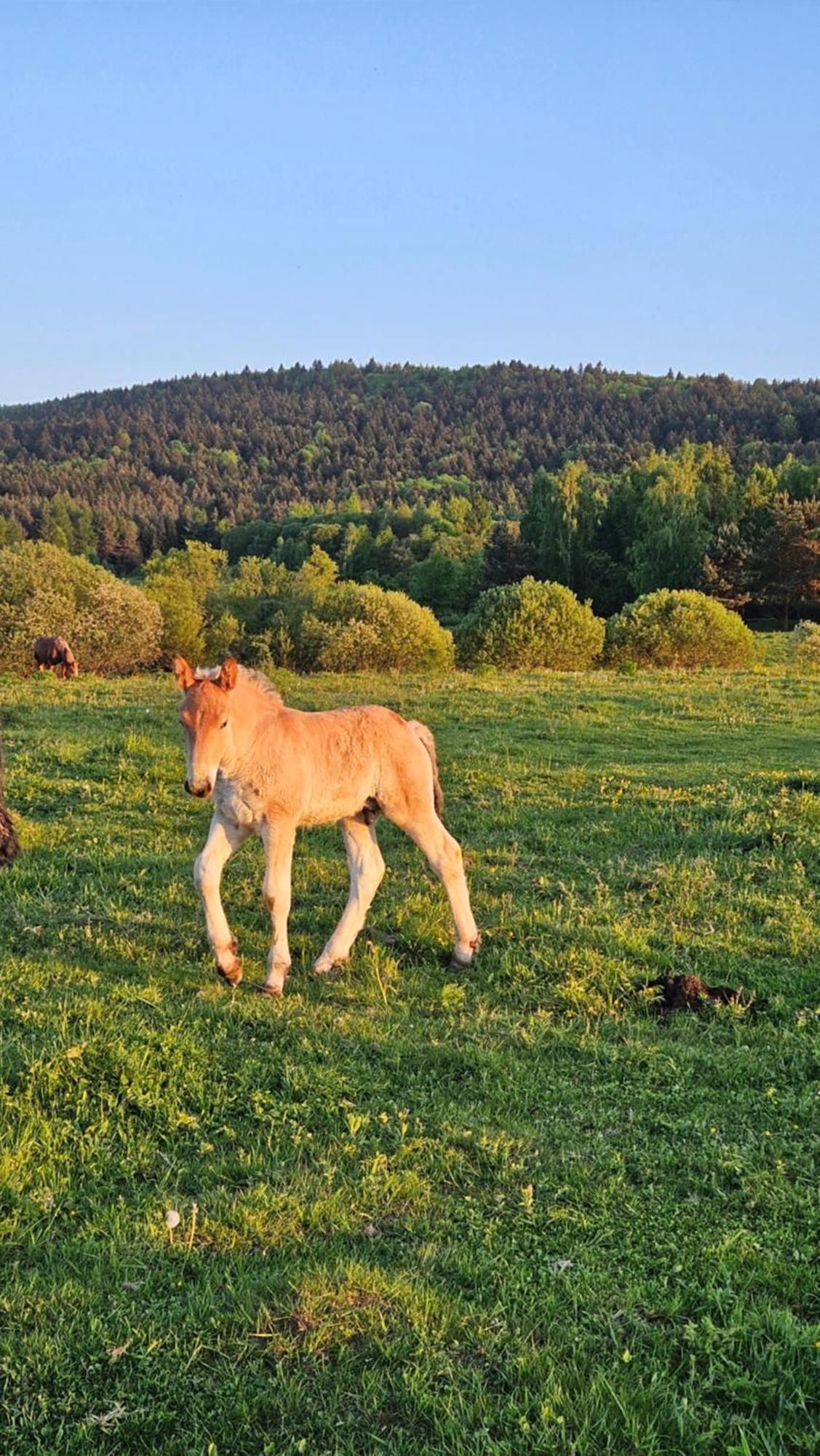 Pastelova Krova - Domki W Bieszczadach Ustrzyki Dolne Exteriér fotografie